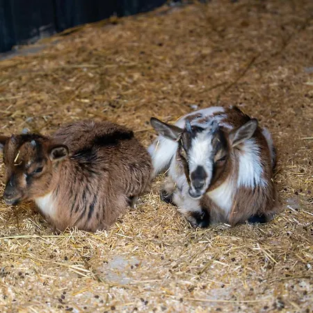 Enki Suess 阿拉恰特