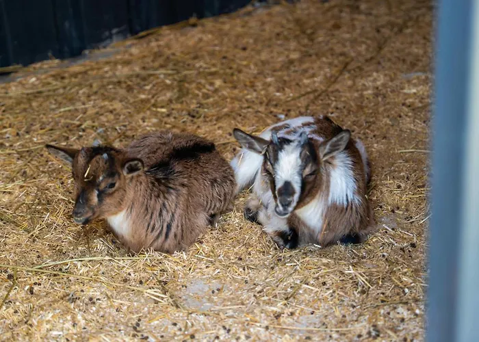 Enki Suess Alacati Ciftlikkoyu